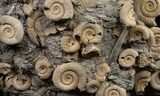 Large Dactylioceras Ammonite Cluster - Germany #8829-4